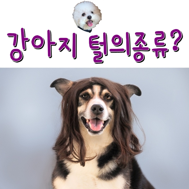  강아지 털의 종류는 무엇이 있을까? 강아지 털에 기능에 대하여 알아봅시다.
