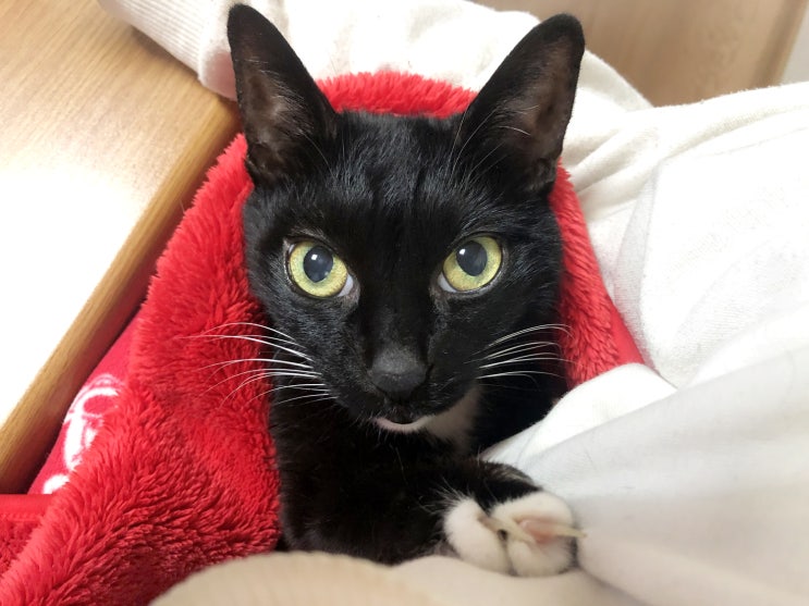  2003년생 반려묘 턱시도 고양이 샤샤, 여전히 똥꼬발랄 건강해요