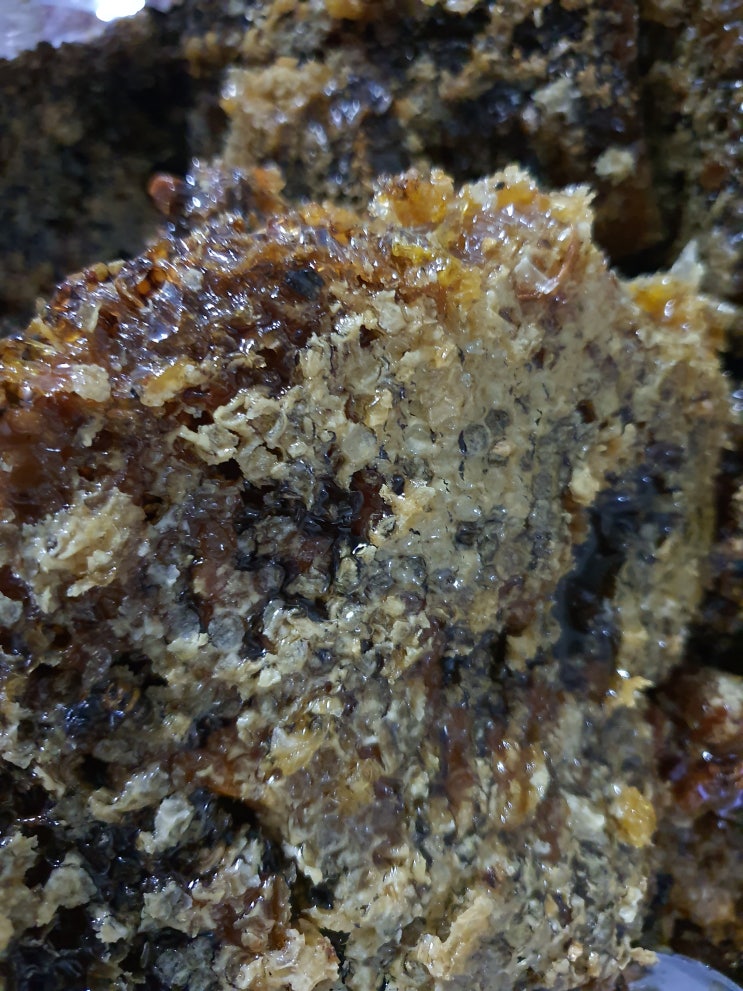  자연산 토종벌 목청 판매 합니다. 목청꿀 채취