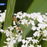  [Money Today] 베트남 여행자 사이 악명높은 '화상벌레'… "코브라보다 독성↑"/[MBC] 닿기만 해도 '화상 벌레'…"침대에까지 올라왔다"