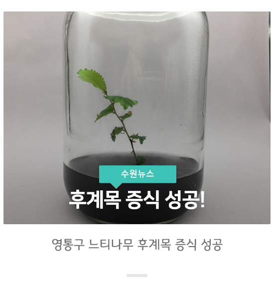  강풍에 부러졌던 영통구 느티나무 후계목 증식 성공!