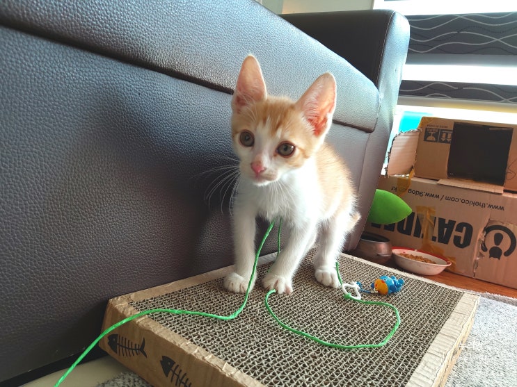  새끼 고양이 키우기 - 초보집사 이야기
