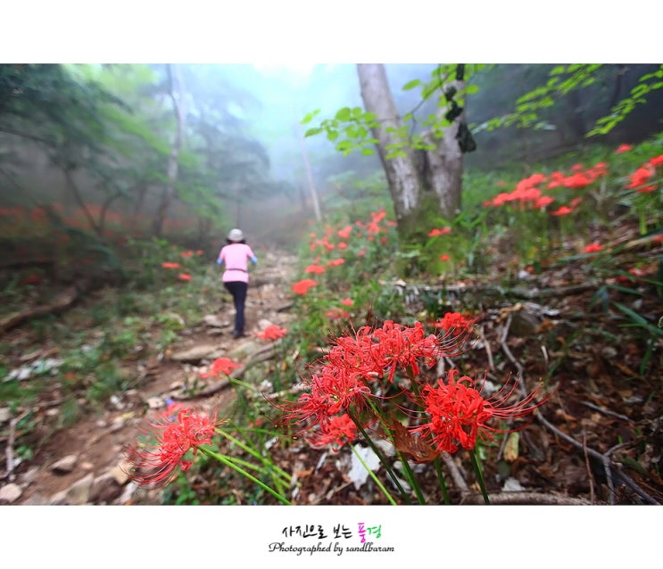 불갑산 꽃무릇(상사화), 숲속에서 반겨주다.