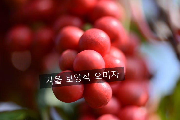  [알토란에 나온 삼대 천왕/ 산수유.오미자.구기자]  찬바람 불면 도움이 되는 건강먹거리는?