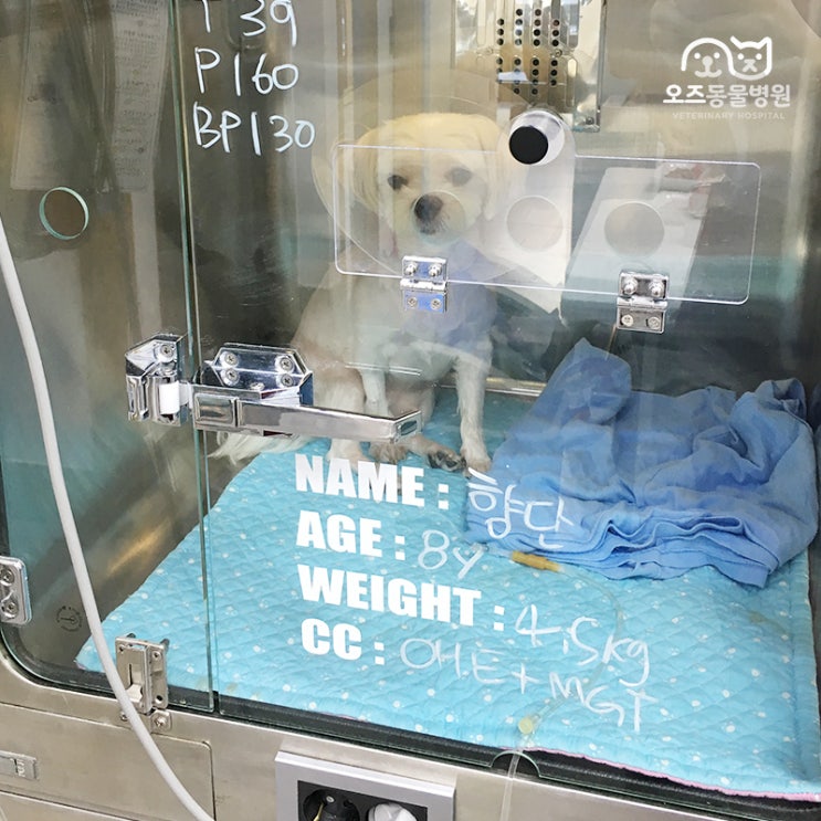  강아지 유선종양 발병 원인과 치료, 예방 /가슴에 혹이 만져져요/8살 말티즈