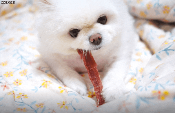  강아지 수제간식 애견간식 구멍가게 쇼핑몰에서 득템 후기