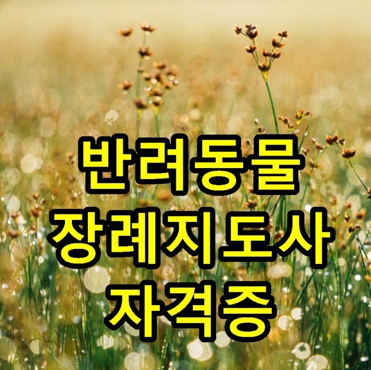 반려동물장례지도사 자격증 시험 전문가로 일하기