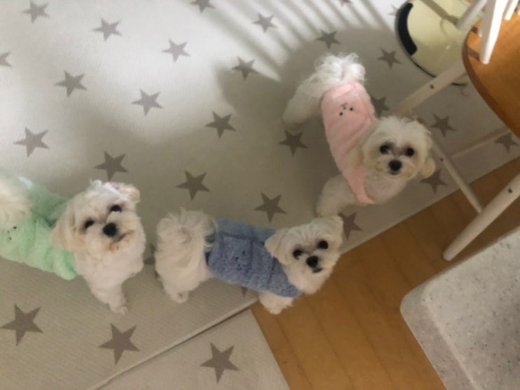  강아지 친구 만들기 :: 사회성 기르기