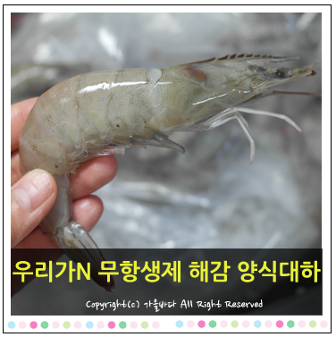  제철 새우를 간편하게 먹을수 있는 _ 우리가앤 해감새우