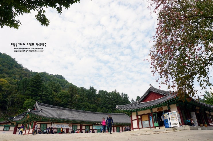  설악산 단풍 보러 조금 이르게 다녀온 백담사