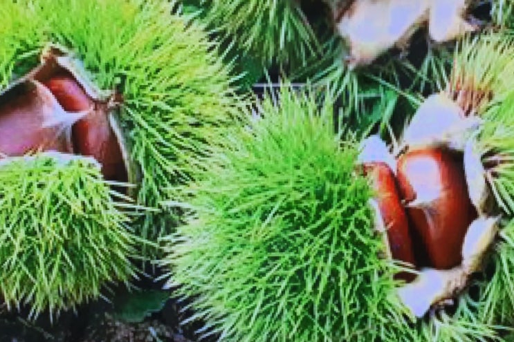  태풍미탁님!순둥이로변해줄거죠?