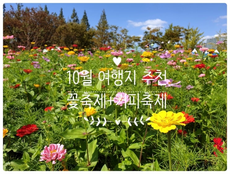  10월 여행지 추천 개천절 연휴 가볼만한 곳 꽃과 커피축제