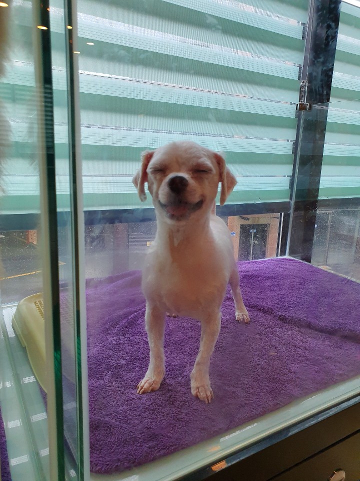  말티즈미용 말티즈전체미용 말티즈수제비귀 익산애견샵 대전애견샵 논산애견샵 서천애견샵