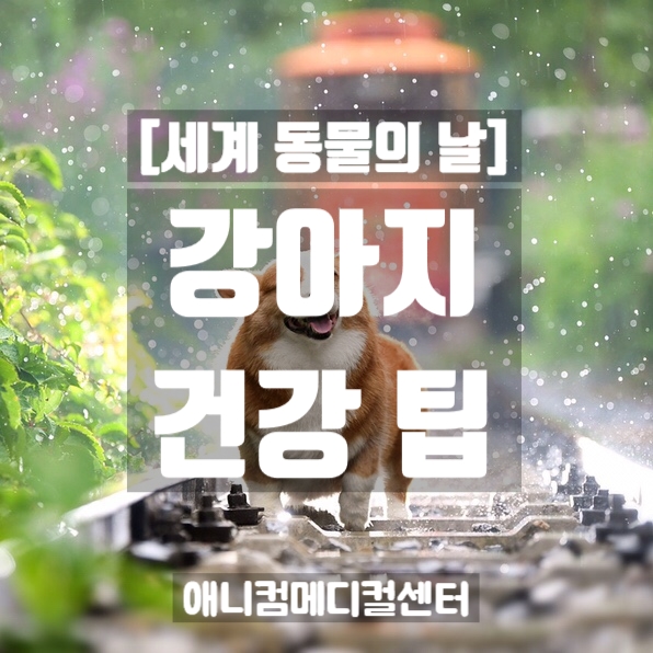  [세계 동물의 날] 강아지의 건강을 위한 팁