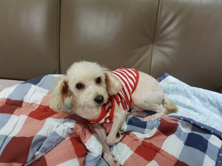 부산 유기견 분양 유기견 푸들 남자아이 천사 : 가족이 되어 주세요 - From 예삐맘 부산 유기견 분양 유기견 푸들 남자아이 천사 : 가족이 되어 주세요 - From 예삐맘