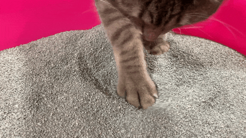 [고양이모래 추천] 미스터리모래