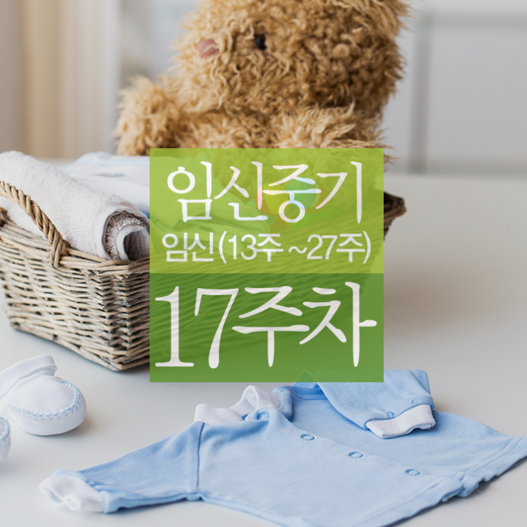  신체변화 -임신주수별 임신17주차, 임신17주/임신과생활/태교/성생활/본밀칼슘보충/아미노산비타민/미네랄/영양제섭취/주의할점