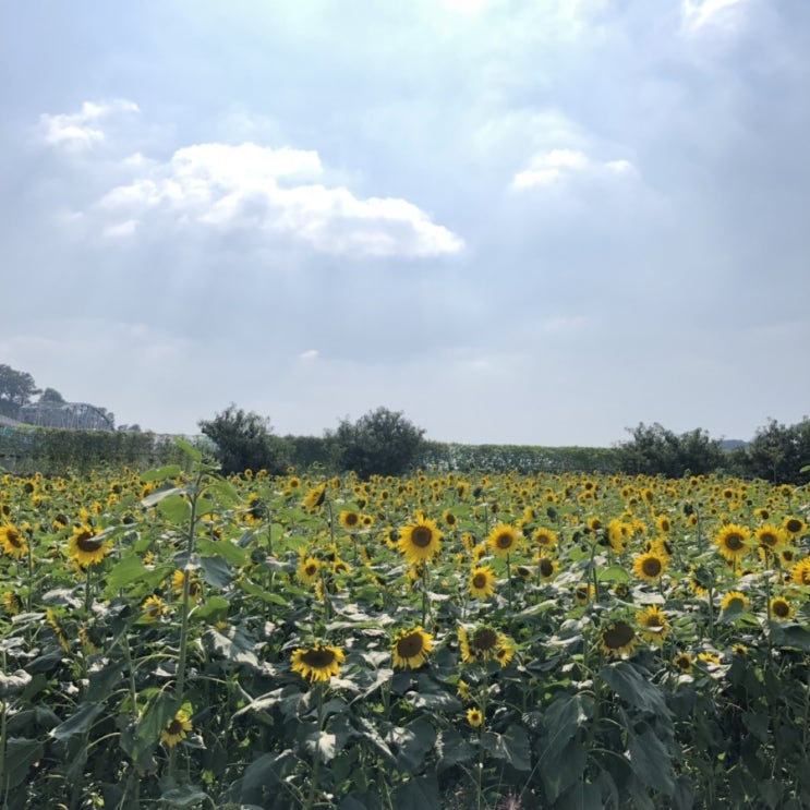  공주 가볼만한 곳, 백제문화제 다녀온 후기 9월28일~10월6일까지해요!