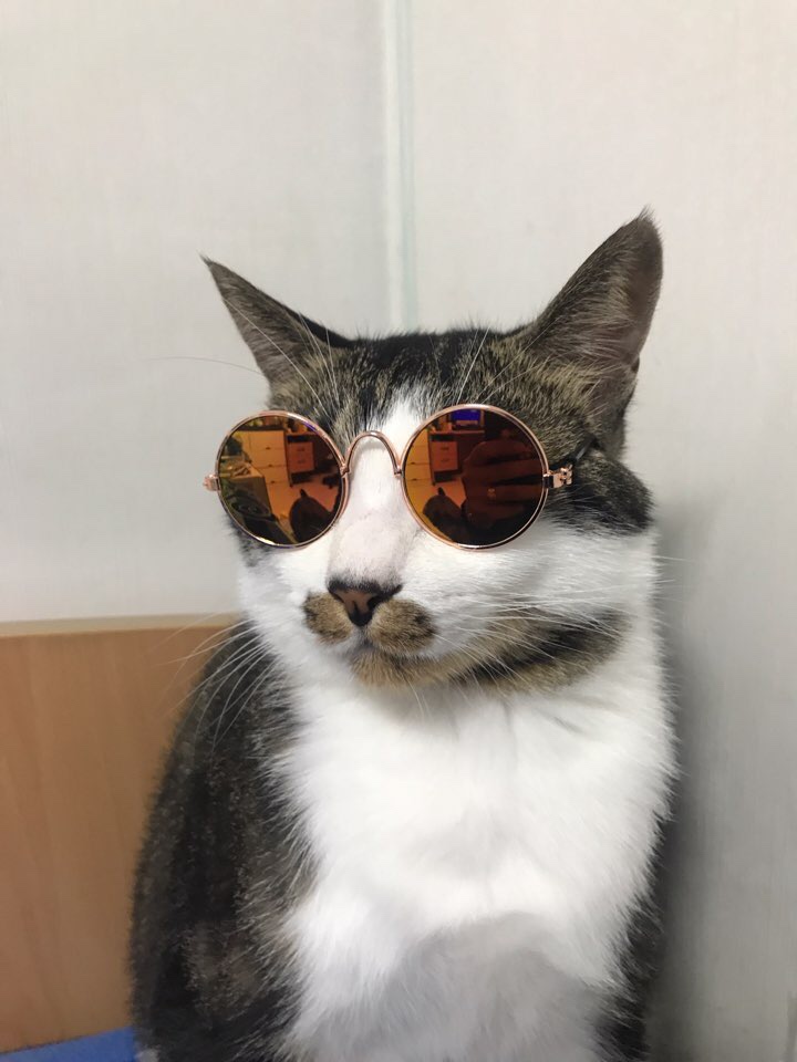  [고양이] 메로의 다양한 모습:)