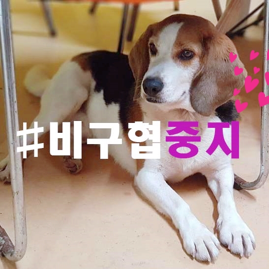  바니 일상일기 바니아빠 회사직원분들은 강심장!