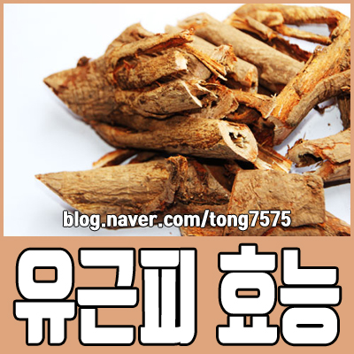  유근피 효능 4가지 알아보기