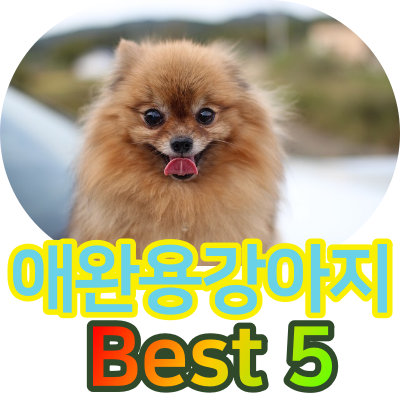  애완용강아지종류. 인기순위 5