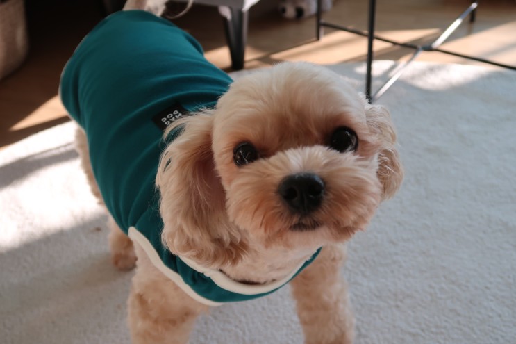 강아지옷 매그독 (MAGDOG) 러닝 배색 민소매 티셔츠 , 산책할 때 편해요