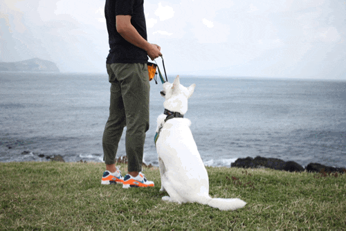  진돗개와 함께 성산일출봉 바라보기 : 시인 이생진 시비거리