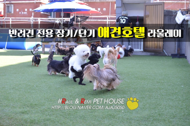  즐거움과 행복 라울레미 하우스 애견호텔/유치원 일상