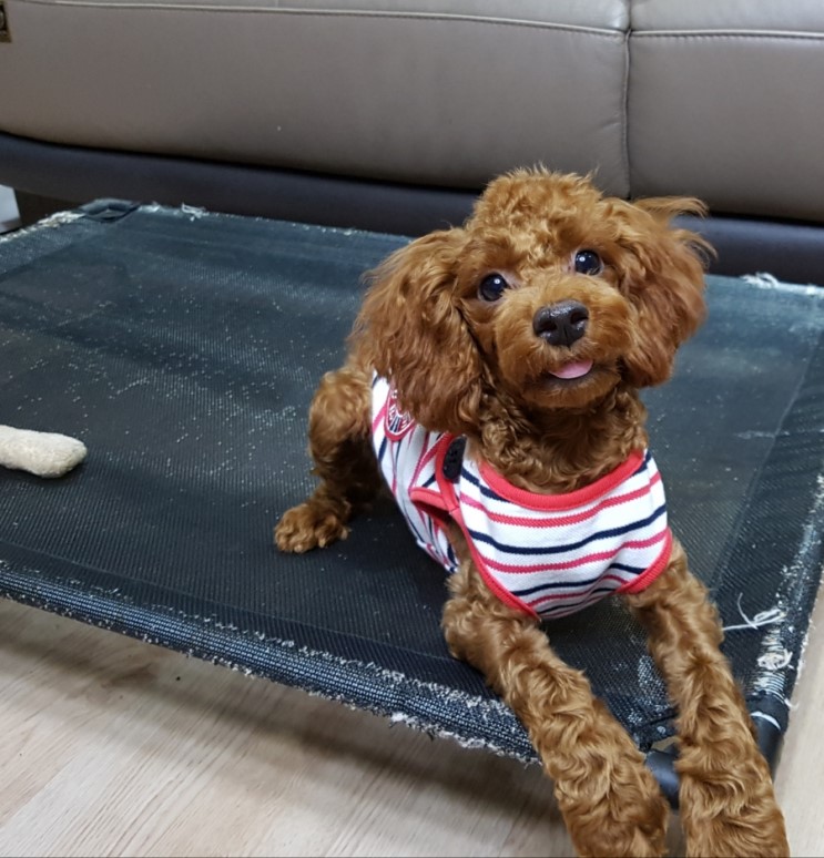 부산 유기견 분양 7~8개월령 추정 푸들 여자아이 랄라 : 가족이 되어 주세요 - From 예삐맘 부산 유기견 분양 7~8개월령 추정 푸들 여자아이 랄라 : 가족이 되어 주세요 - From 예삐맘