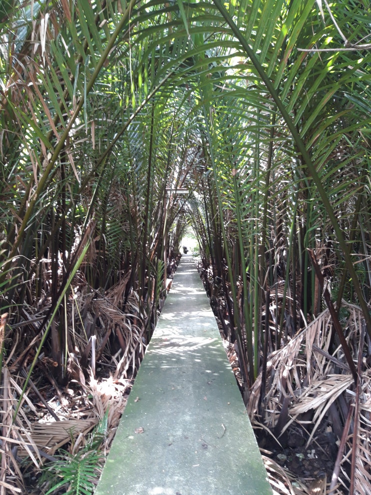 방콕 가볼만한곳 방콕의 마지막 정글 숲 허파라는 방끄라짜오, 트리하우스