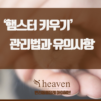 햄스터 키우기 과연 까다로울까? 관리법과 유의점 알아봐요!