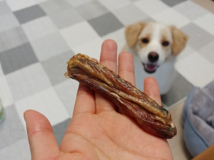 강아지간식 국내산 오리 수제간식으로 건강간식 급여 중! 도그더기