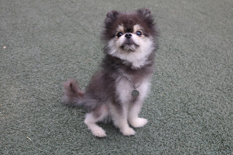  [ 영덕애견펜션 ]  : 애견동반이 가능한 로하스 펜션