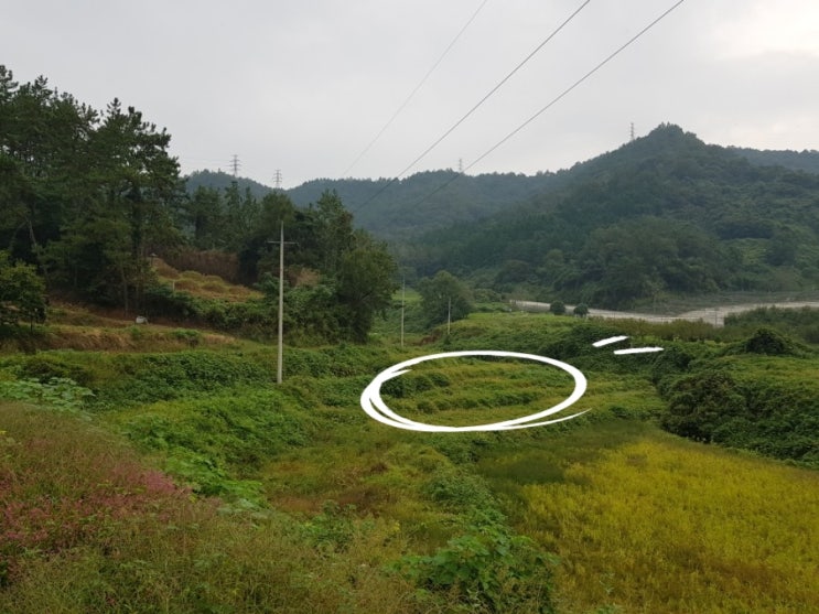  벌교부동산 양봉, 조경수, 유기농농사가 가능한 외딴농지 . 평당4만원.