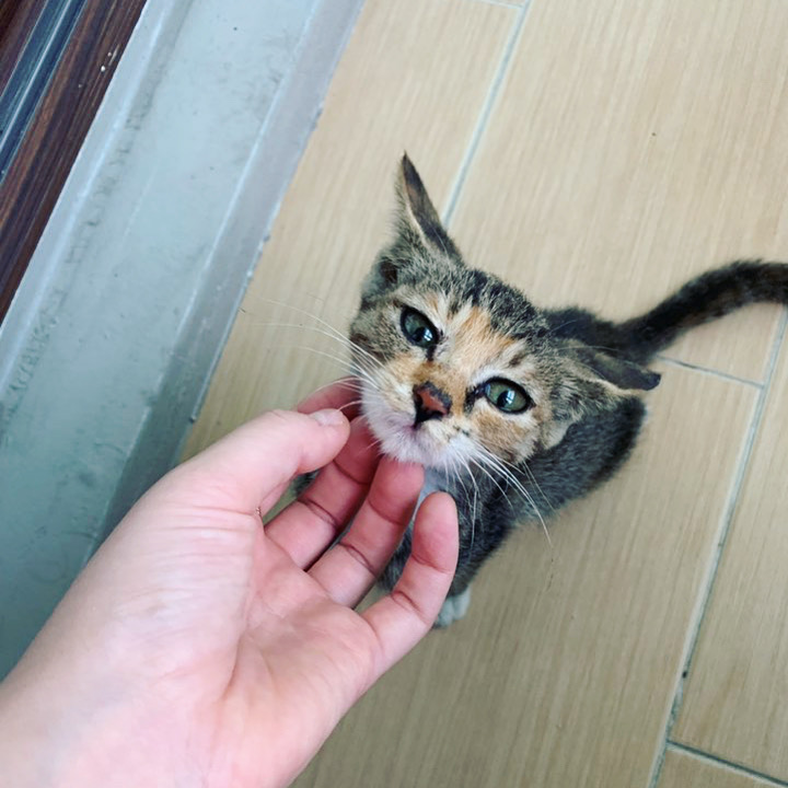  아깽이 임보일기_ 첫쨋날 191002