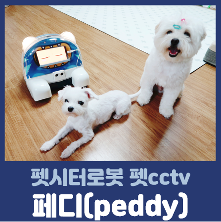  펫cctv 펫시터 로봇 페디(peddy) 직접 사용해본 후기