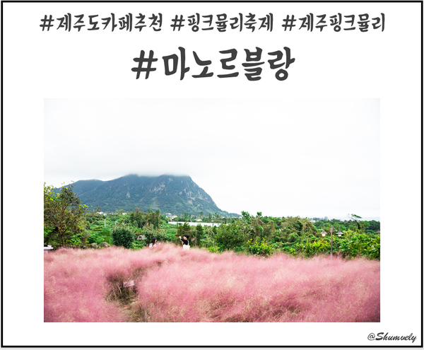  제주 산방산 카페 ll 제주도 가을여행, 핑크뮬리축제가 한창인 제주카페 마노르블랑