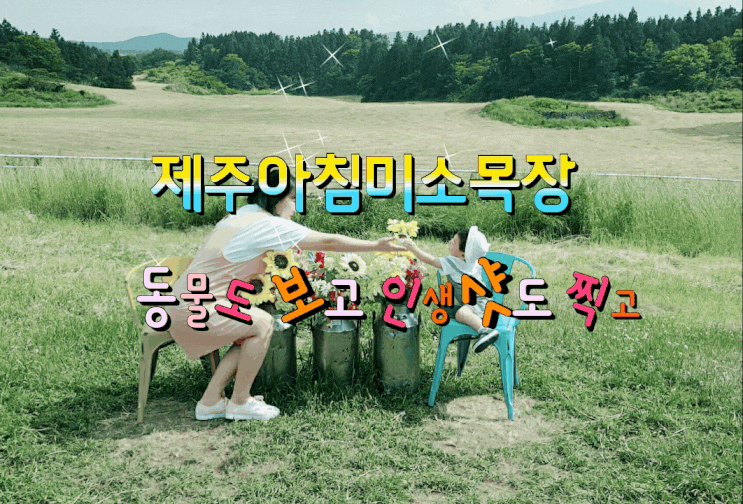  제주 아침미소목장 아이들과 가보기에도 인생샷찍기에도 딱!