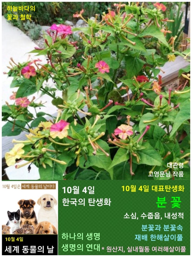  10월 4일. 한국의 탄생화와 부부사랑 / 분꽃, 부겐빌레아