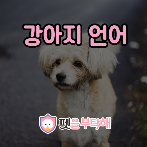  강아지 언어, 기본적인 7가지!