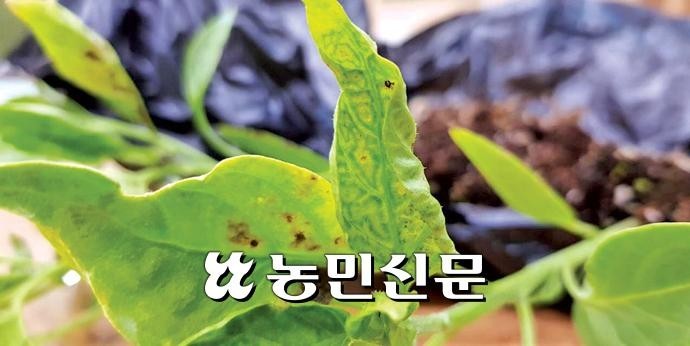  토마토반점위조바이러스(TSWV·칼라병)피해를 본 고추 모종.