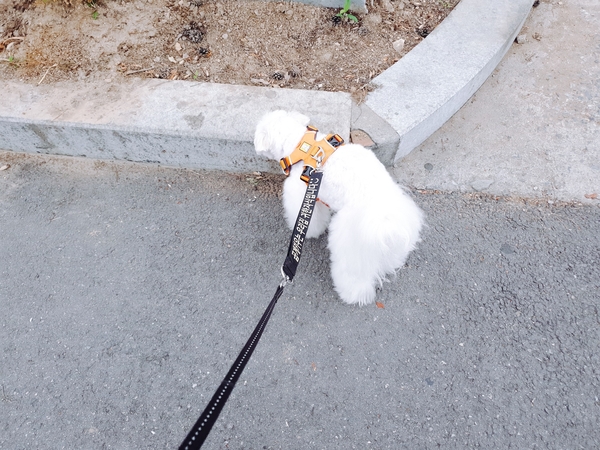  일찍 일어난 마루씨의 일상