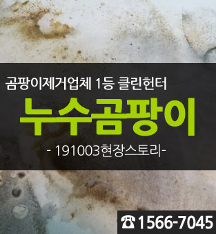  윗집 누수로 인한 벽지에 곰팡이가 발생한 다양한 사례