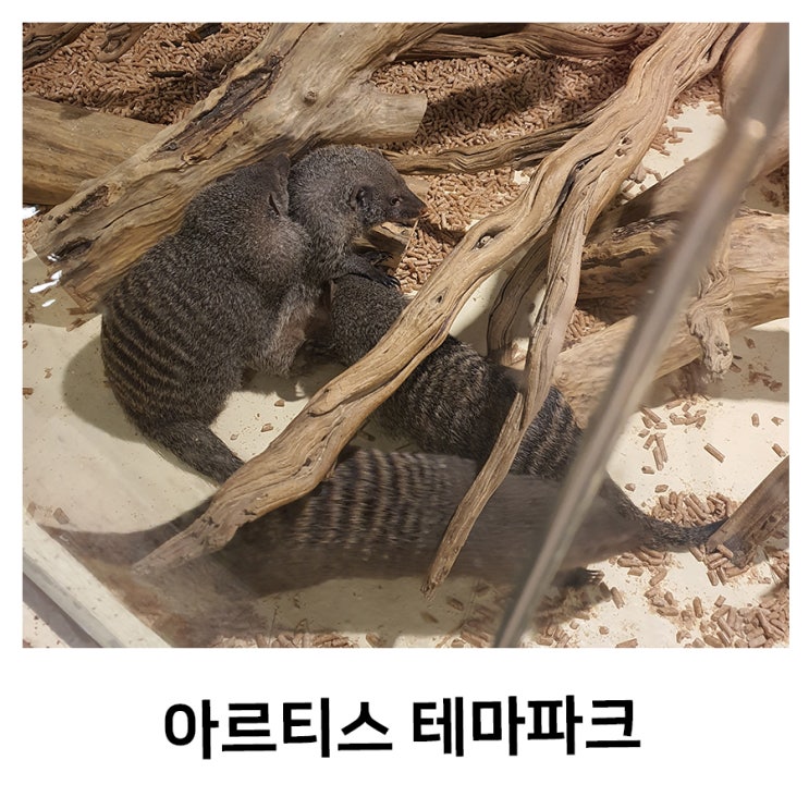 동탄 실내동물원 아르티스테마파크 먹이주기체험