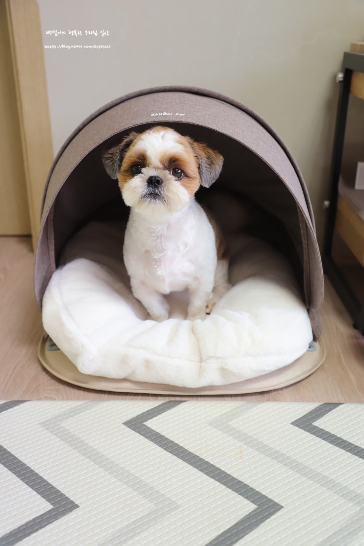  예쁜 강아지집 반달펫 하우드 만능이네! 하우스, 방석, 카시트 안되는게 뭐야?