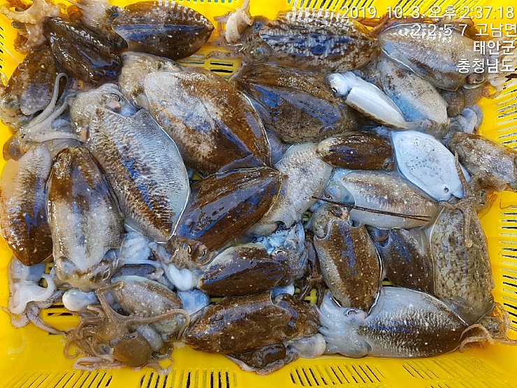  태풍 여파로 휴장 계획이었는데 갑작스럽게 오셔서....달빛좌대 10월3일 쭈꾸미, 갑오징어 조황정보, 안면도 좌대, 구매항 좌대