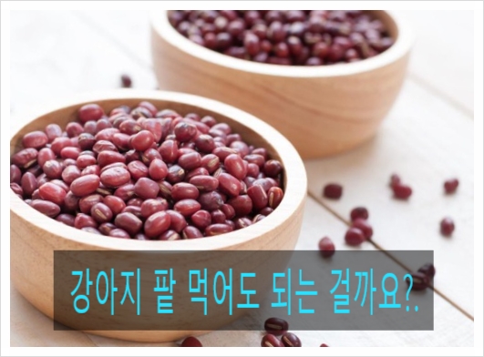 강아지 팥 먹어도 되는 것일까요?