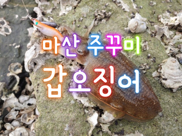  마산 시락 소포마을 주꾸미 갑오징어 낚시 무늬오징어는 덤으로~