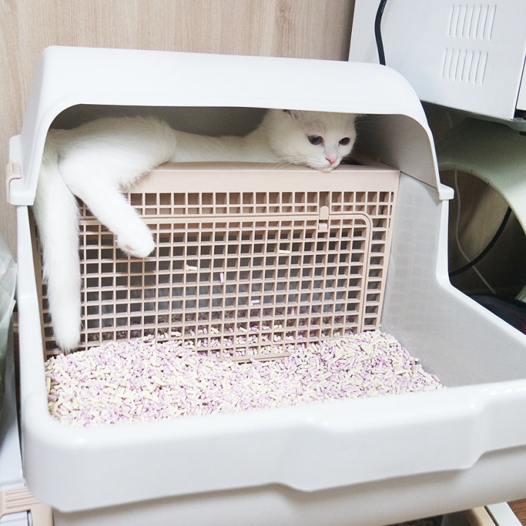  바네스데코 거름망 반자동 고양이화장실로 몽이화장실 업그레이드